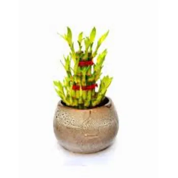 Organic Bamboo Plant